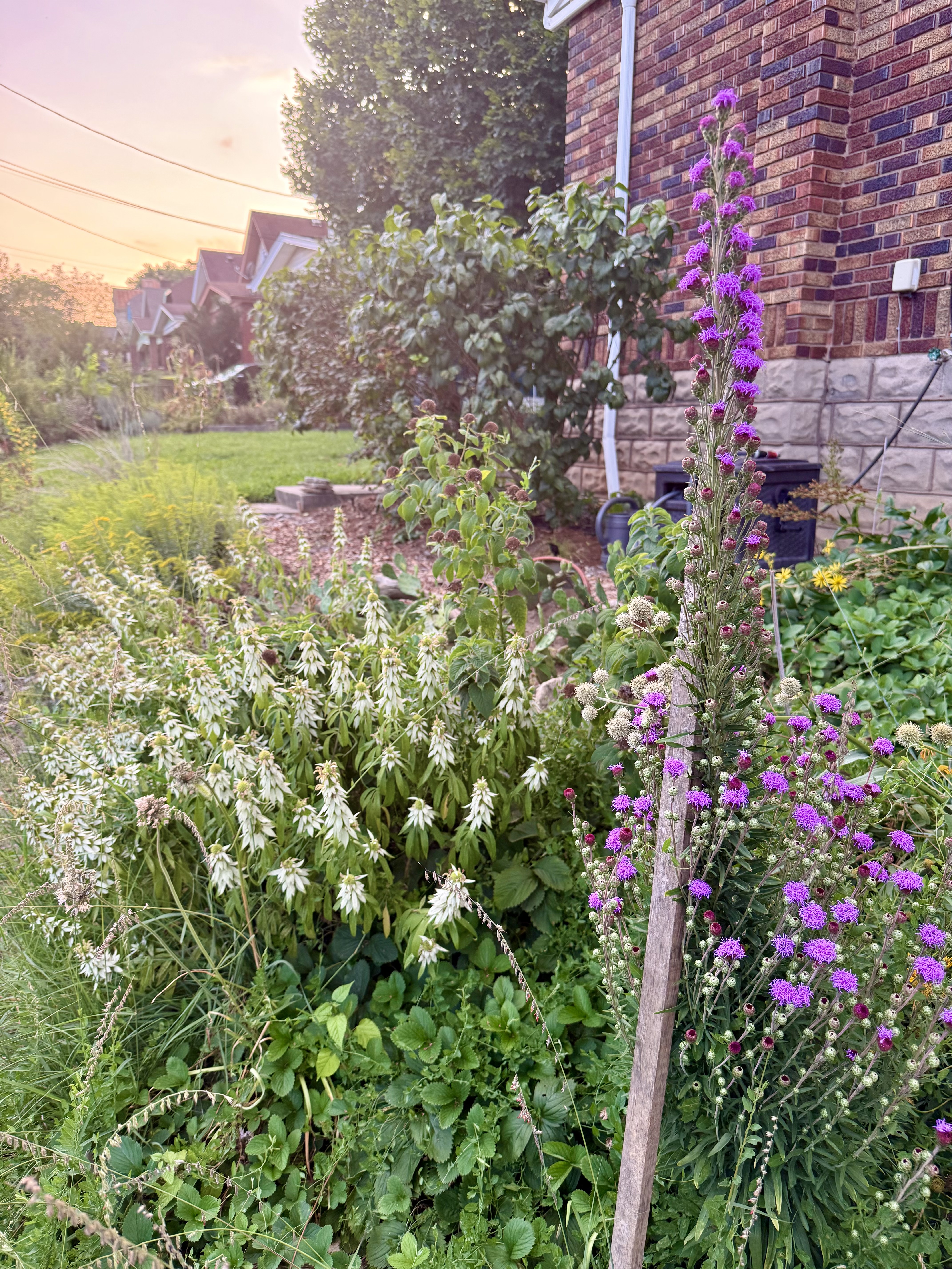Dry Slope Garden